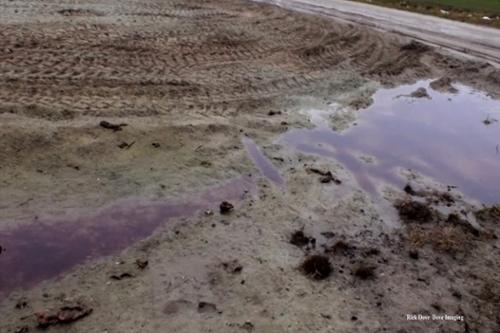 During a disease outbreak or after a deadly storm, dead hogs pile up by the thousands,   Many are left in dumpsters for long periods of time. The body fluids, including blood, can escape as pictured here. So much of it can be present that it runs off into ditches connected to public waterways.